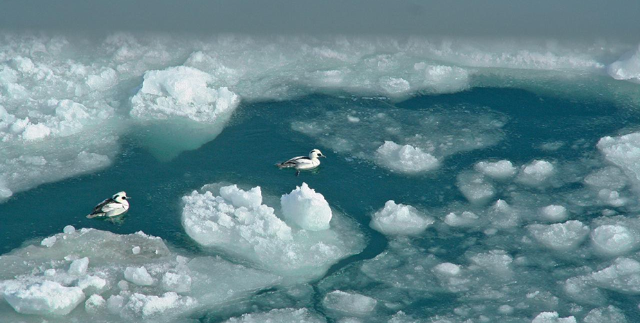 Мифы и факты: как Кашаган влияет на Каспийское море