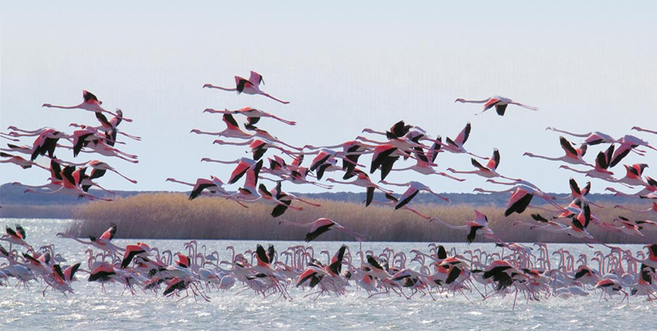 Мифы и факты: как Кашаган влияет на Каспийское море