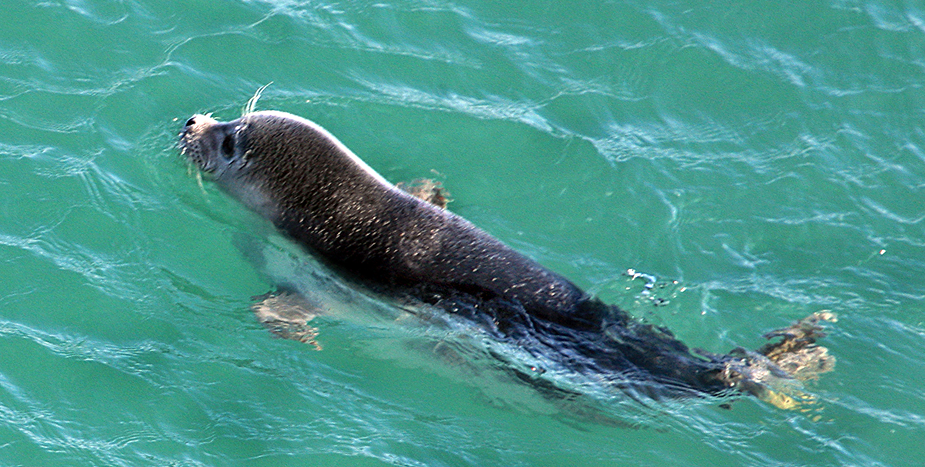 Зачем Кашагану нужно дноуглубление и безопасно ли оно для Каспия