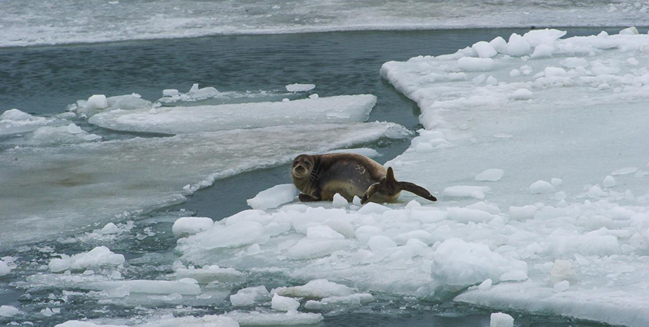 Зачем Кашагану нужно дноуглубление и безопасно ли оно для Каспия