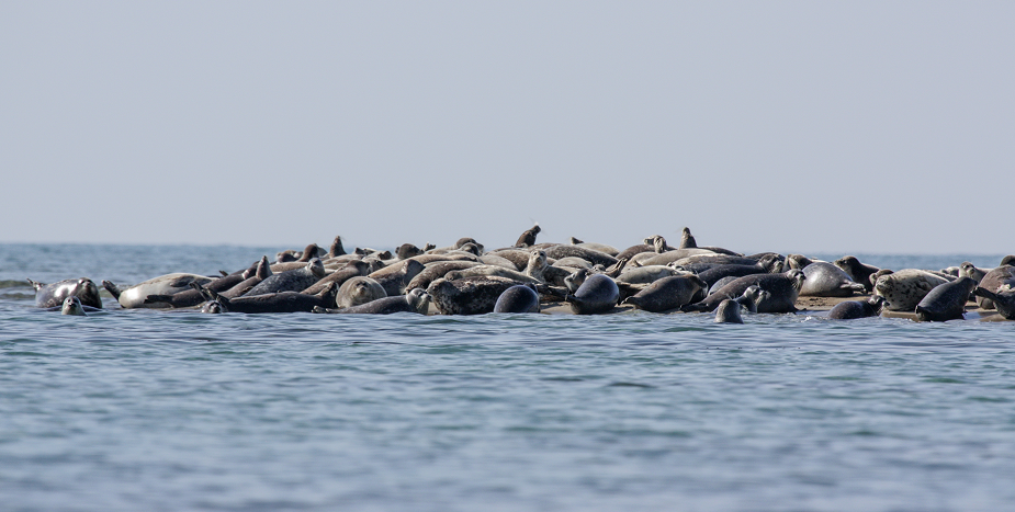 Зачем Кашагану нужно дноуглубление и безопасно ли оно для Каспия