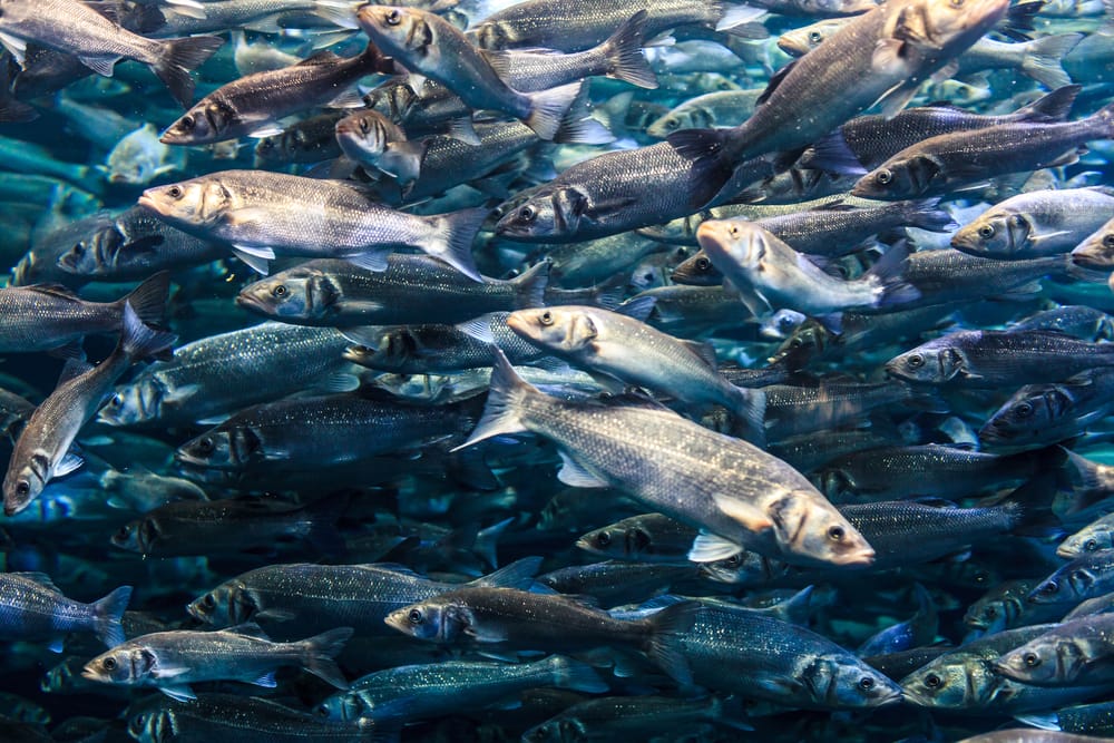 Депутаты просят установить причину гибели рыбы в Атырау
