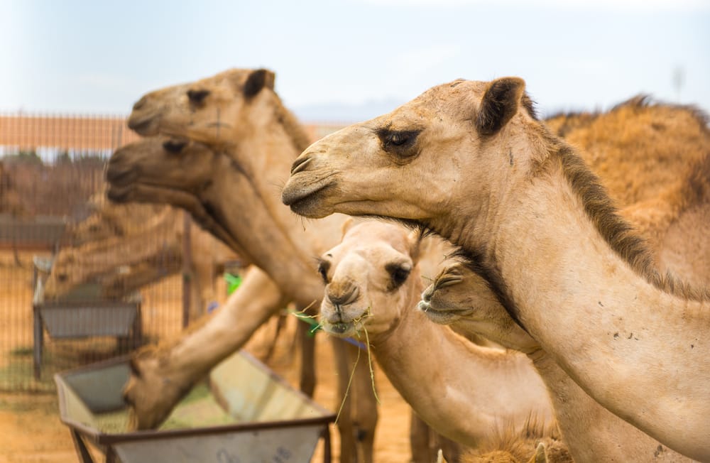Мангистауские фермеры планируют получать в 3 раза больше верблюжьего молока
