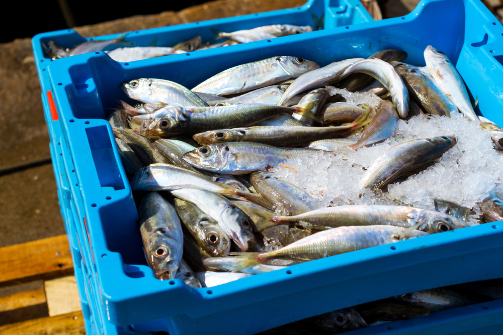 Фото: Shutterstock.com