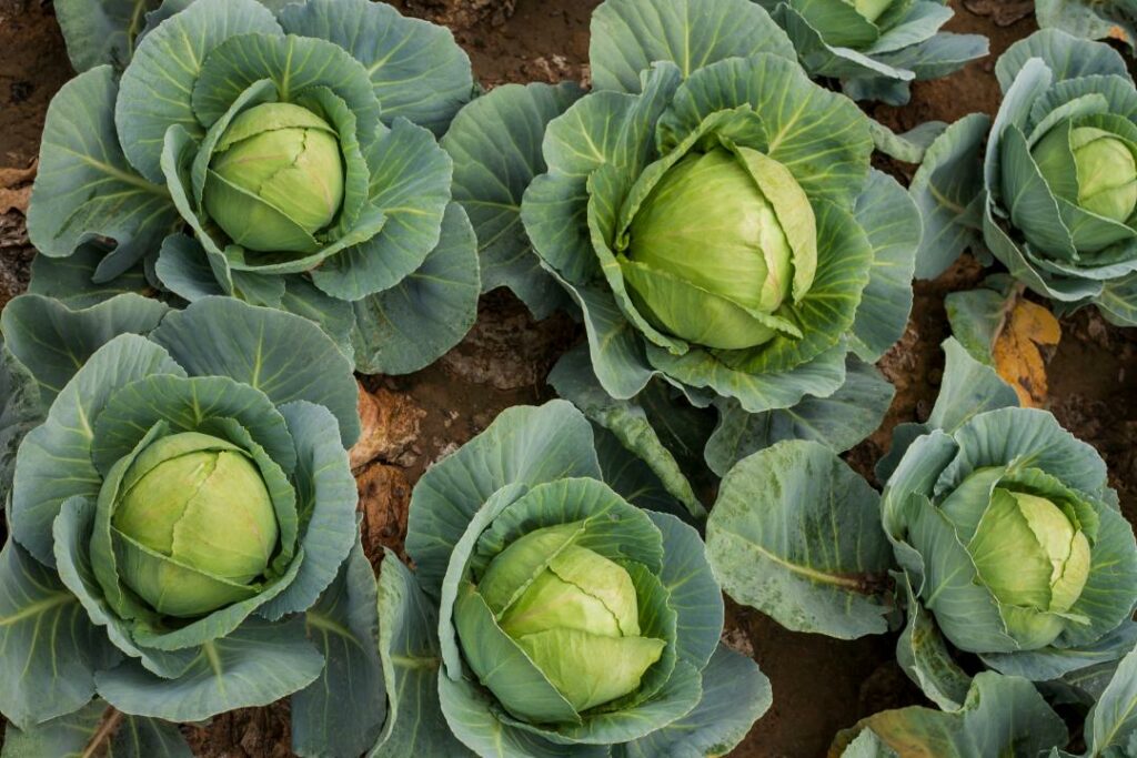 Фото: Shutterstock.com