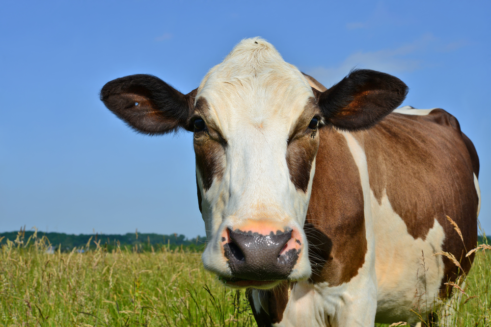 Фото: Shutterstock