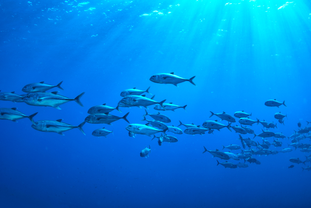 Фото: Shutterstock