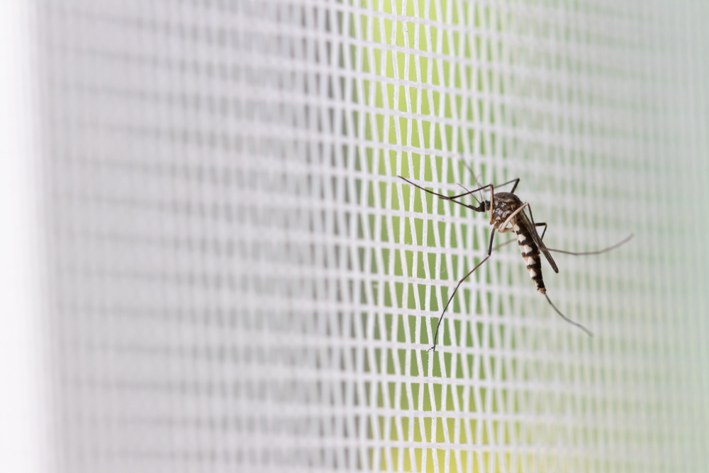 Нашествие комаров вызвало раздражение Токаева