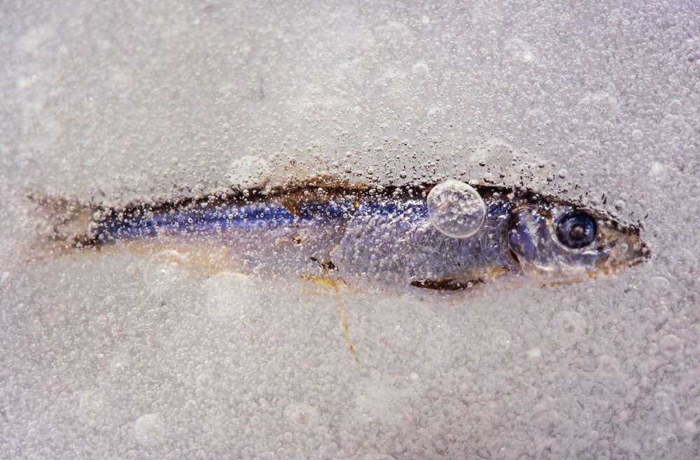 В Атырау на Урале снова обнаружили мертвую рыбу