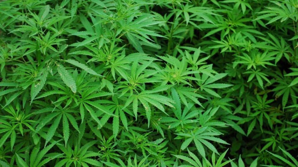 Uzbek-French Joint Company to Plant Cannabis in Khorezm