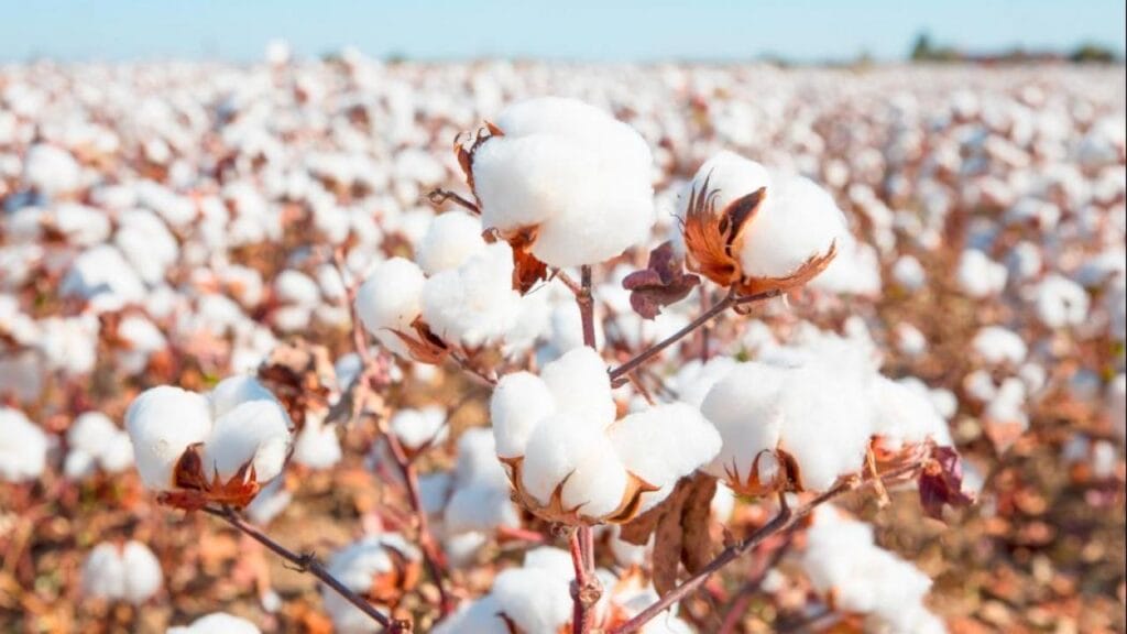 Қазақстанда мақта өңдірісі 3 есеге артты
