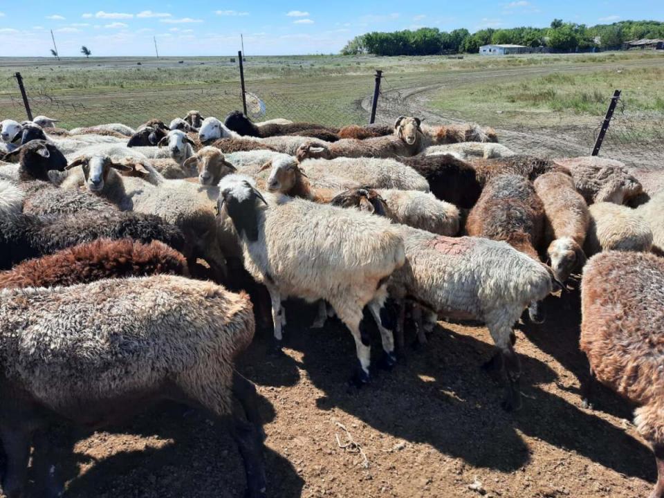 Фото: Polisia.kz сайты