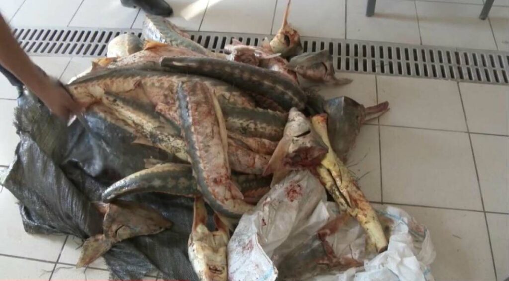 Заңсыз бекіре балығын аулаған екі ер адам ұсталды