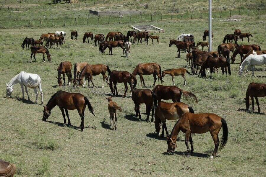 Фото:Polisia.kz сайты