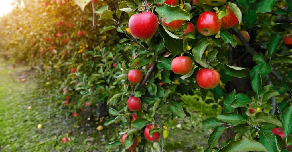 Фото: Shutterstock