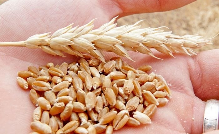 Фото: АгроИнфо