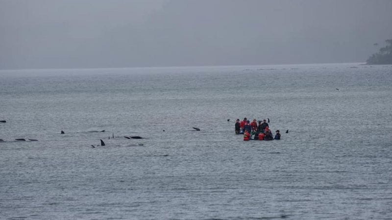 Тасмания жағалауында 380-ге жуық өлі дельфиндер анықталды