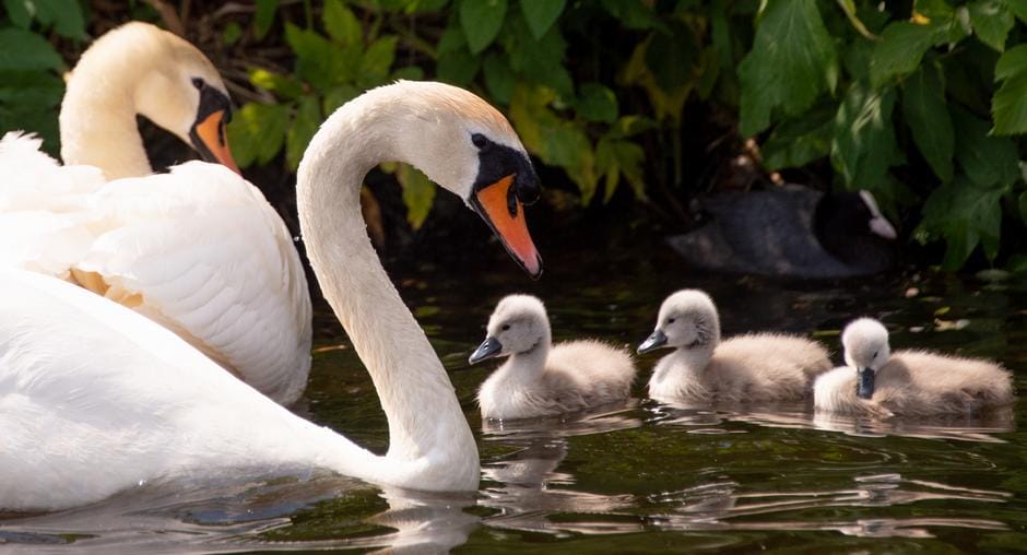 Солтүстік Қазақстан облысында аққуды атқан азамат ұсталды