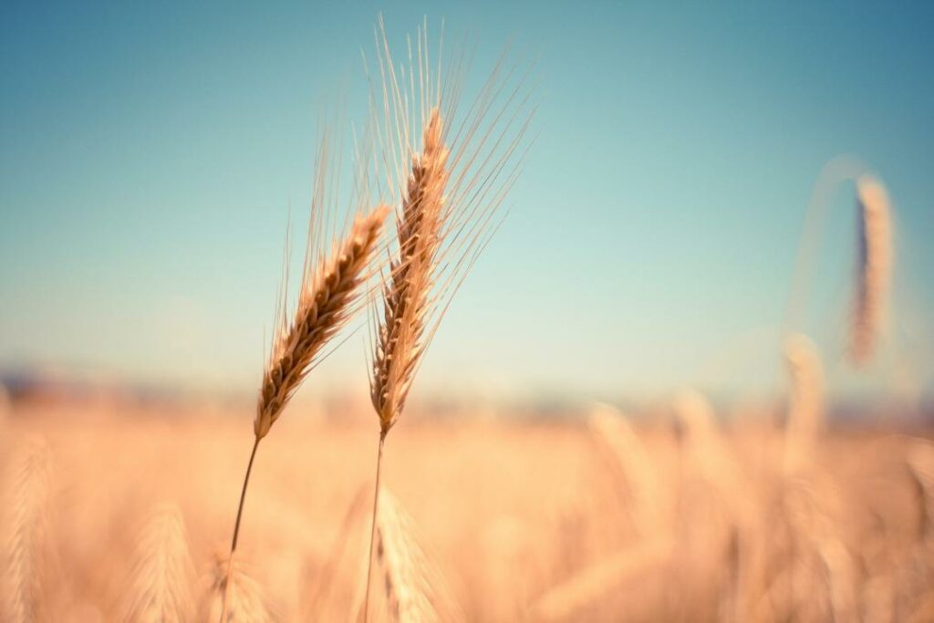 Россельхознадзор отмечает рост нарушений при вывозе зерна в Казахстан