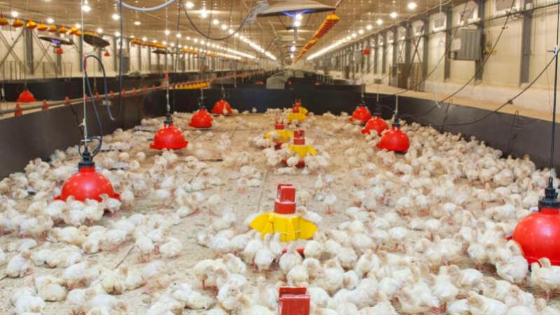 Данияда құс тұмауының өршуіне байланысты 25 мың балапанды жоймақ