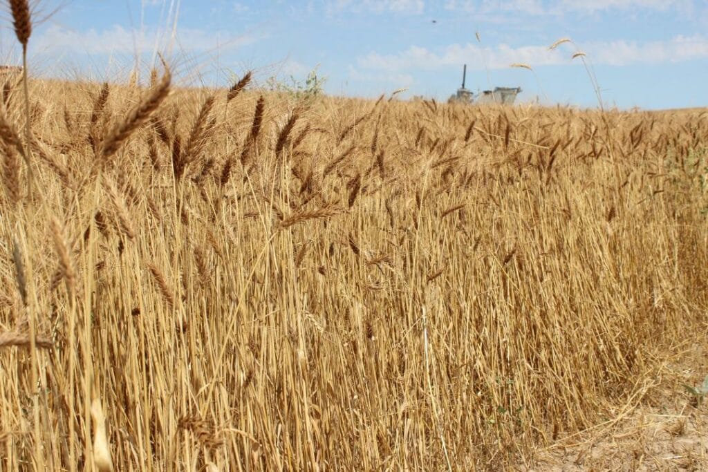 Почему России выгодно продавать зерно в Казахстан