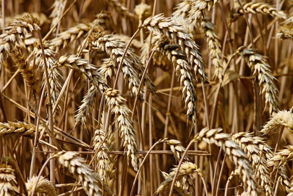 В Казахстане выросли цены на пшеницу