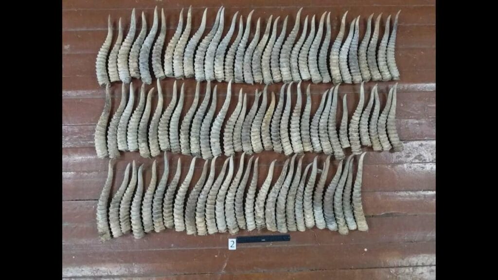 Ақбөкен аулаған браконьерлер ұсталды