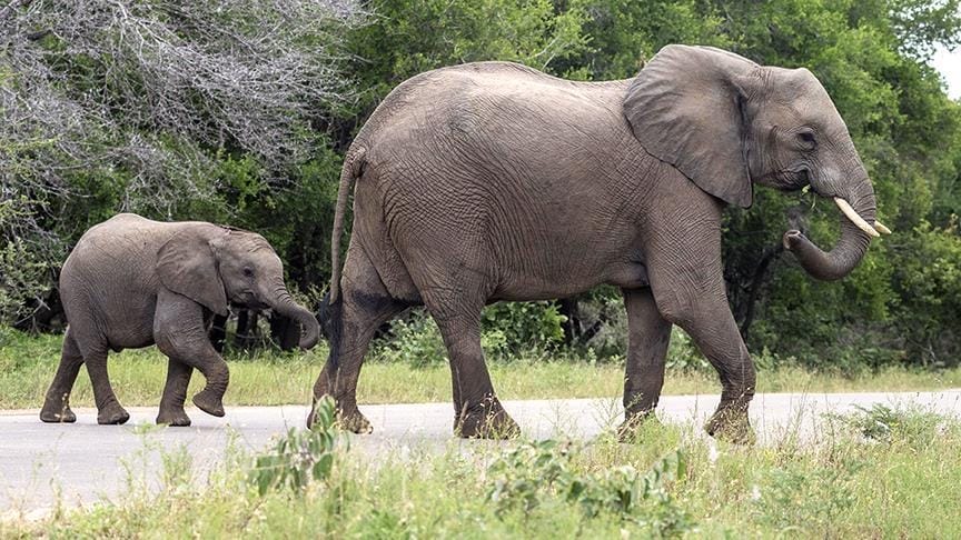 Оңтүстік Африка елінде 170 жабайы пілді аукционға қояды