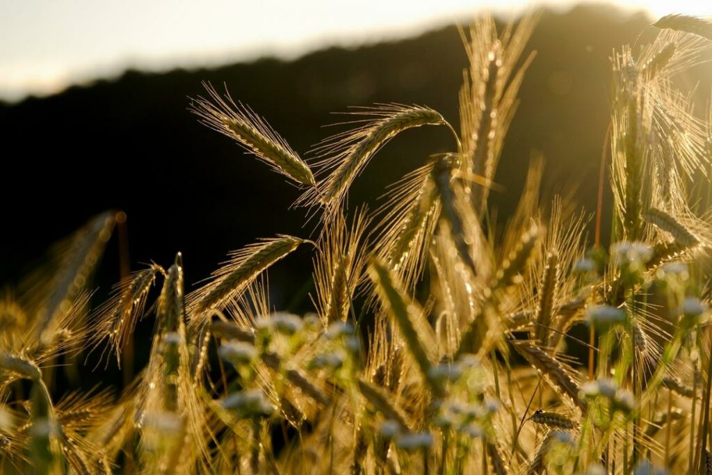 Казахстанские запасы зерна составляют более 14 млн тонн