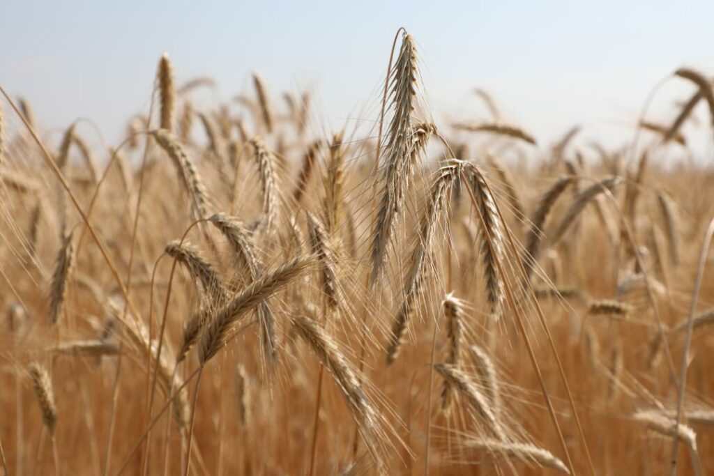 К 2050 году потери урожайности пшеницы в РК составят 20-49% — ПРООН