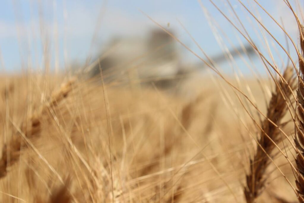 США улучшили прогноз по экспорту казахстанской пшеницы