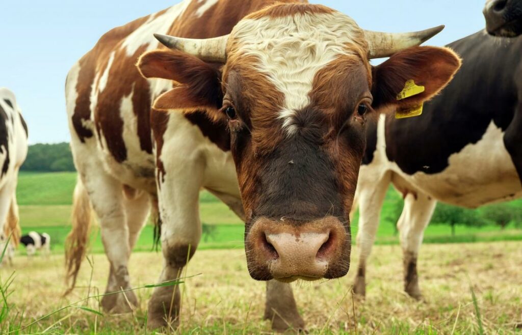 Союз фермеров РК выступает против разрешения на экспорт скота