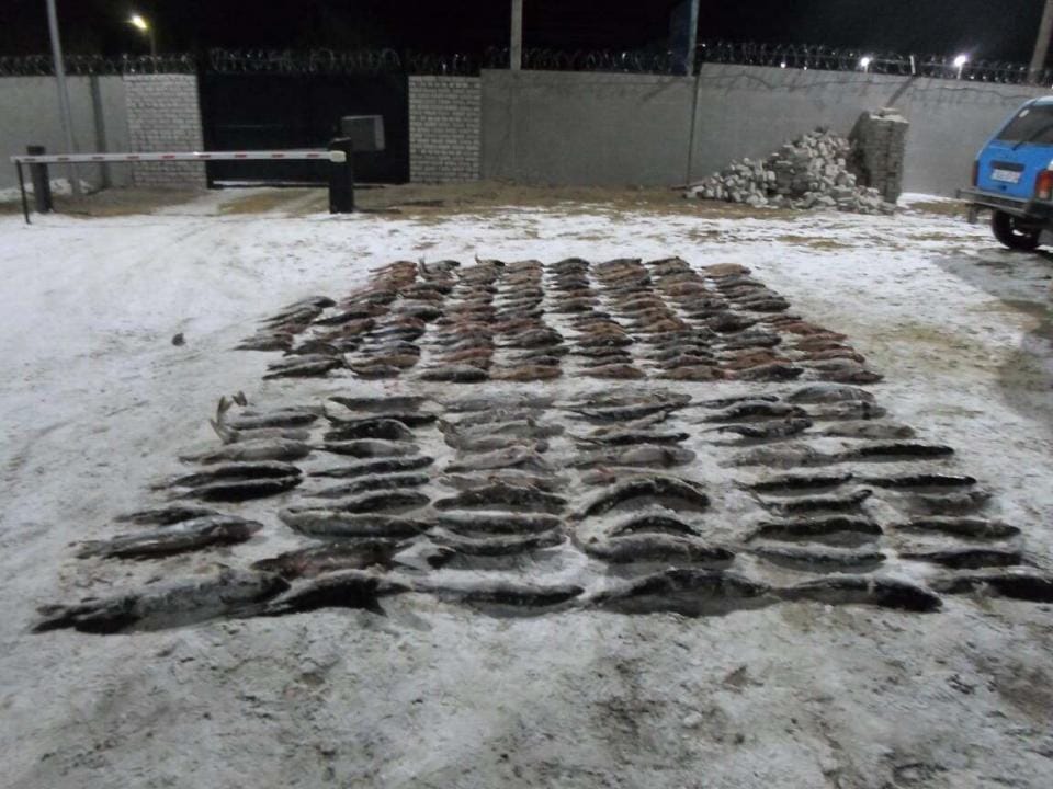 Ақтөбеліктің көлігінен 330 келі балық табылды