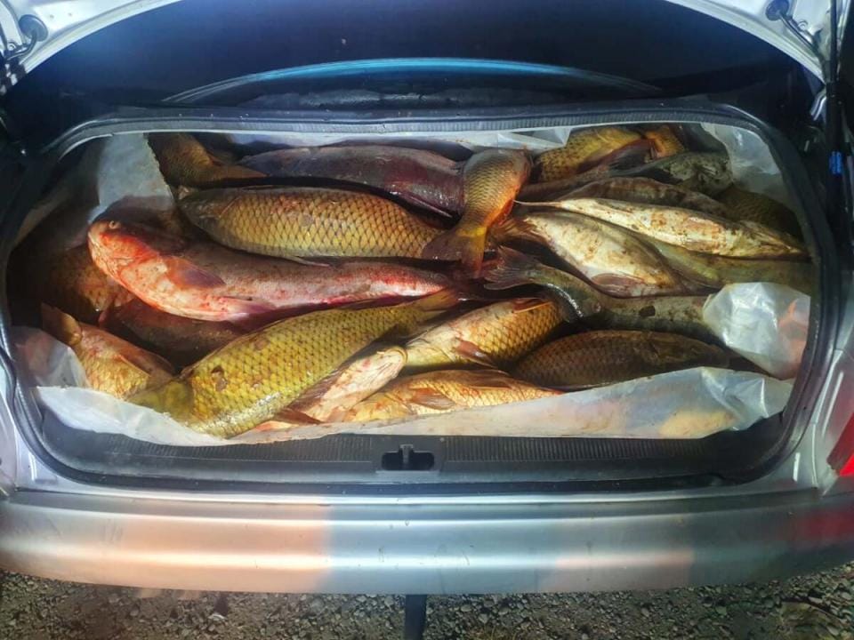 400 келі балықты заңсыз аулаған тұрғын ұсталды