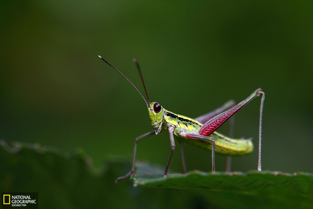 Фото: nationalgeographic.kz