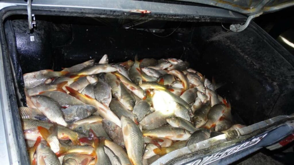 Түркістан облысында заңсыз балық аулаған браконьерлер ұсталды