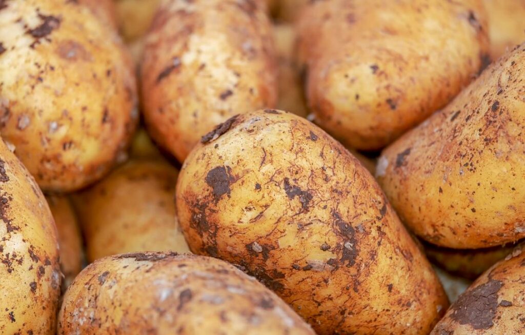 Минсельхоз РК расследует инцидент с ввозом картофеля из Германии