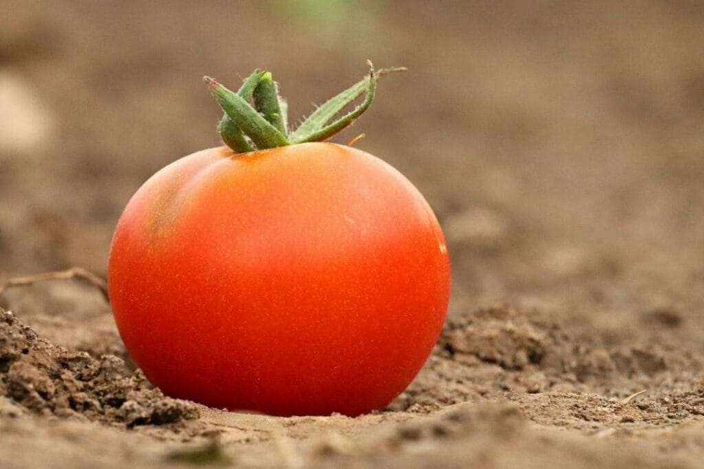 В Казахстан не пропустили более 700 тонн импортных томатов