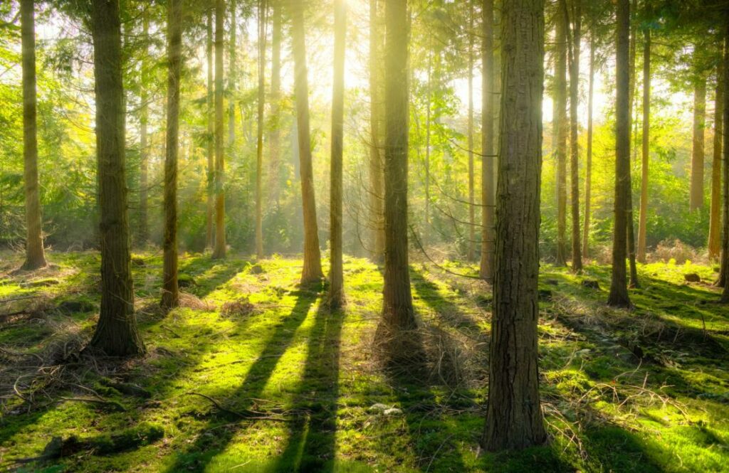 Миллиарды тенге потратят на восстановление лесов в ЗКО