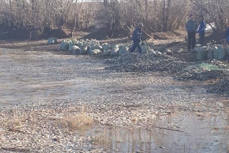 Названа причина гибели 4 тонн рыбы в Актюбинской области