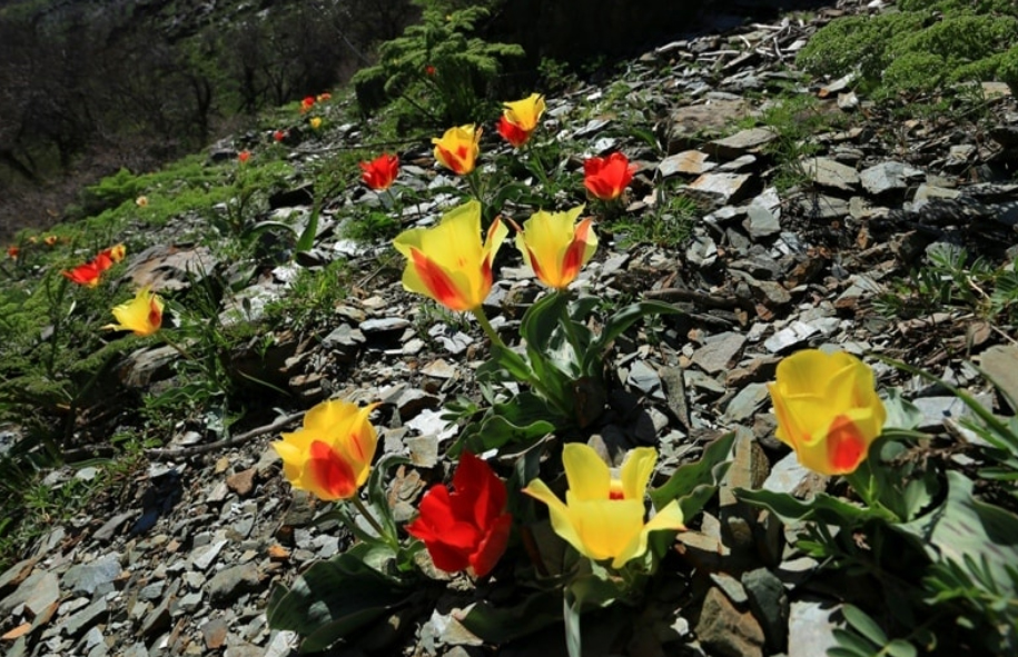 Жителю Шымкента грозит штраф до 8,7 млн тенге за срыв краснокнижных тюльпанов