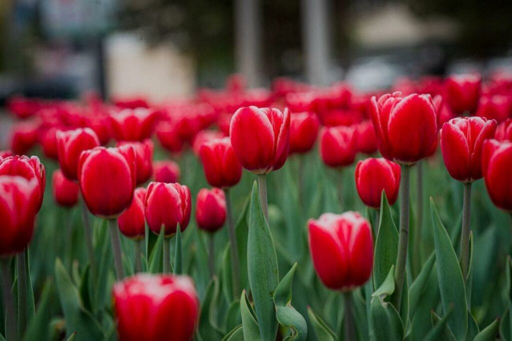 Елордада соңғы 10 жылда қызғалдақ гүлі алғаш рет отырғызылды