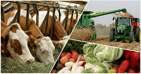 Биыл агроөнеркәсіптік кешенде 285 инвестициялық жоба жүзеге асырылуда