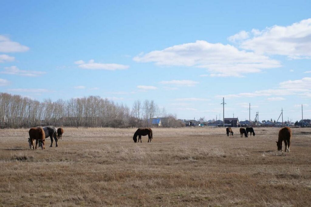 40 жылқы ұрлаған күдікті ұстады