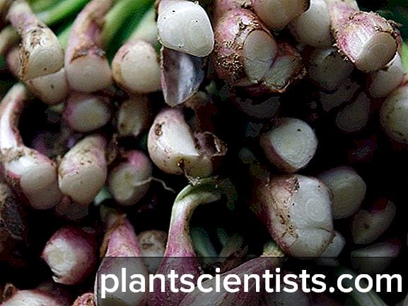 фото; интернеттен алынды 