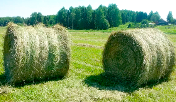 Фото; интернеттен 