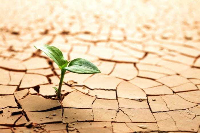 Фермерлер құрғақшылықтан сақтандыру шарттары бойынша төлемдерін алуда