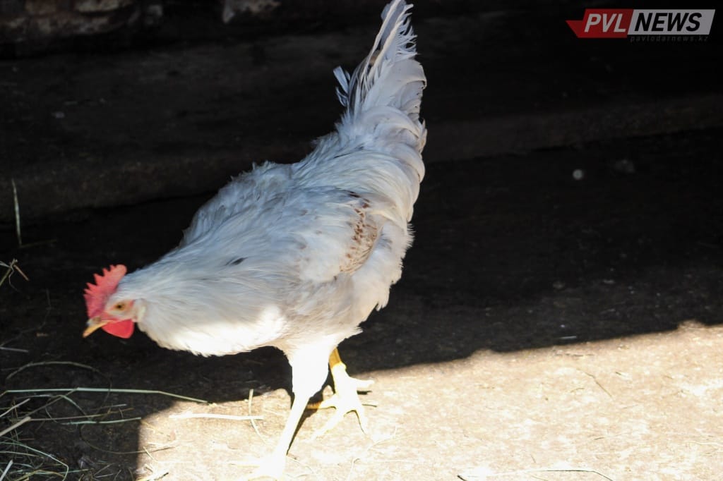 Павлодар облысындағы ауылдар карантинге жабылды