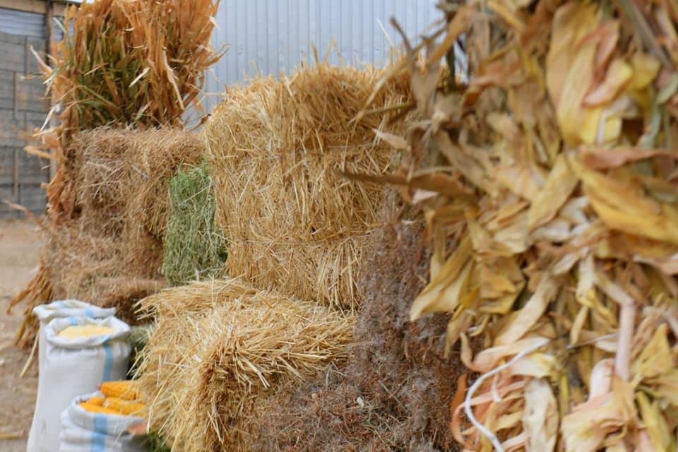 Түркістан облысында 4,1 миллион тонна мал азығы әзірленді