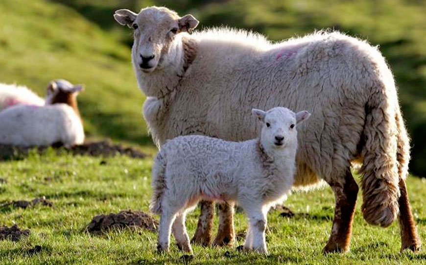 Қырғызстанда барлық қойлар есепке алынады